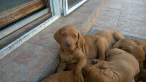 11109696_828192943926711_5074556310665073359_o