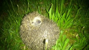 11424648_840125576066781_609123908365940159_o